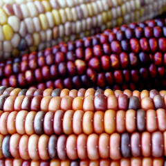 Help Mexican citizens fight GM corn