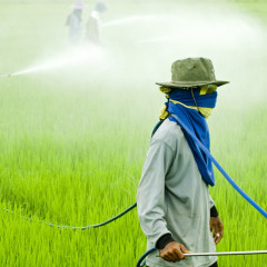 Pesticidi e rischio tumori: l’Oms mette in guardia