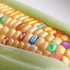 L’UE dice sì agli OGM: Monsanto ringrazia