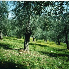 Xylella, l’Ue: “A nord di Lecce via le piante in un raggio di 100 metri da ulivi malati”