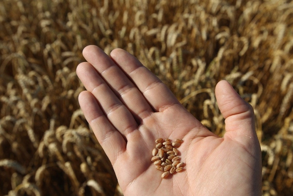 SELBITZ, GERMANY - AUGUST 15:  A photographer holds kernels of wheat in his hand in a field of wheat that is ready for harvest on August 15, 2012 near Selbitz,  Germany. Selbitz lies in the Upper Franconia region of northern Bavaria and is traditionally among the last regions in Germany to harvest grain during the summer season. Local farmers are reporting a good harvest for 2012.  (Photo by Sean Gallup/Getty Images)