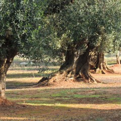 L’incubo Xylella sulla riscossa dell’olio