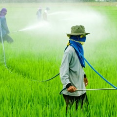 Glifosato, la valutazione dei rischi Ue copiata dai documenti Monsanto