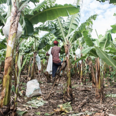 Chi paga il conto per le banane equosolidali