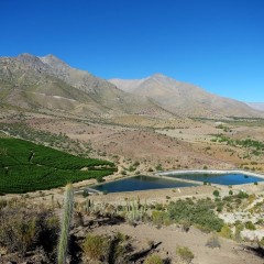 L’avocado che lascia senz’acqua migliaia di cileni