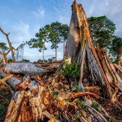 Il lato nero del cioccolato. “Così stanno morendo le foreste dell’Africa”