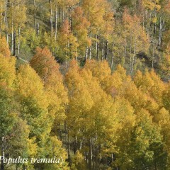 Pando, a rischio il più grande essere vivente del pianeta