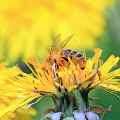 Pesticidi nel 75% del miele mondiale