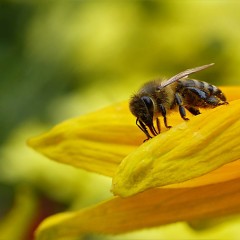 Abbiamo perso tre quarti degli insetti volanti. Un Armageddon ecologico