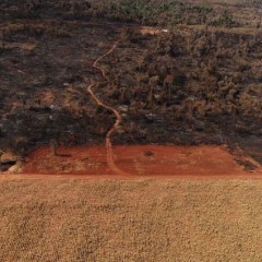 La distruzione di Chaco per la nostra carne