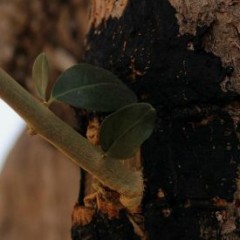 Disseccamento degli olivi in Puglia: un disastro causato dal lassismo